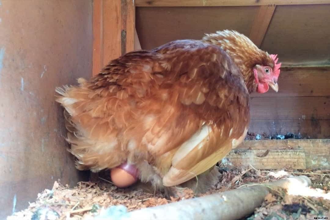 When To Buy Chickens? (Period, Signs Of Healthy Chickens, Breeding Tips)