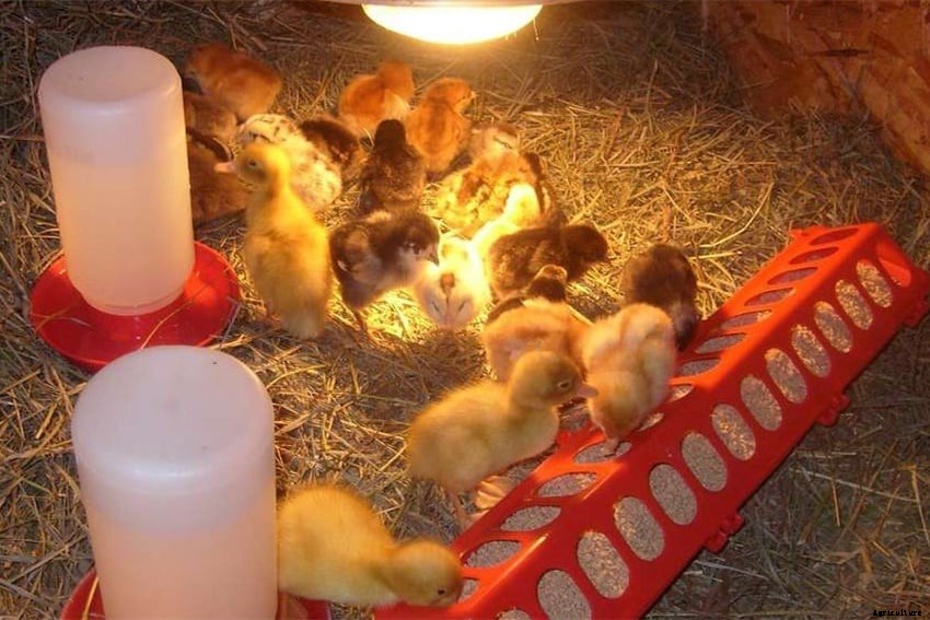 When To Buy Chickens? (Period, Signs Of Healthy Chickens, Breeding Tips)