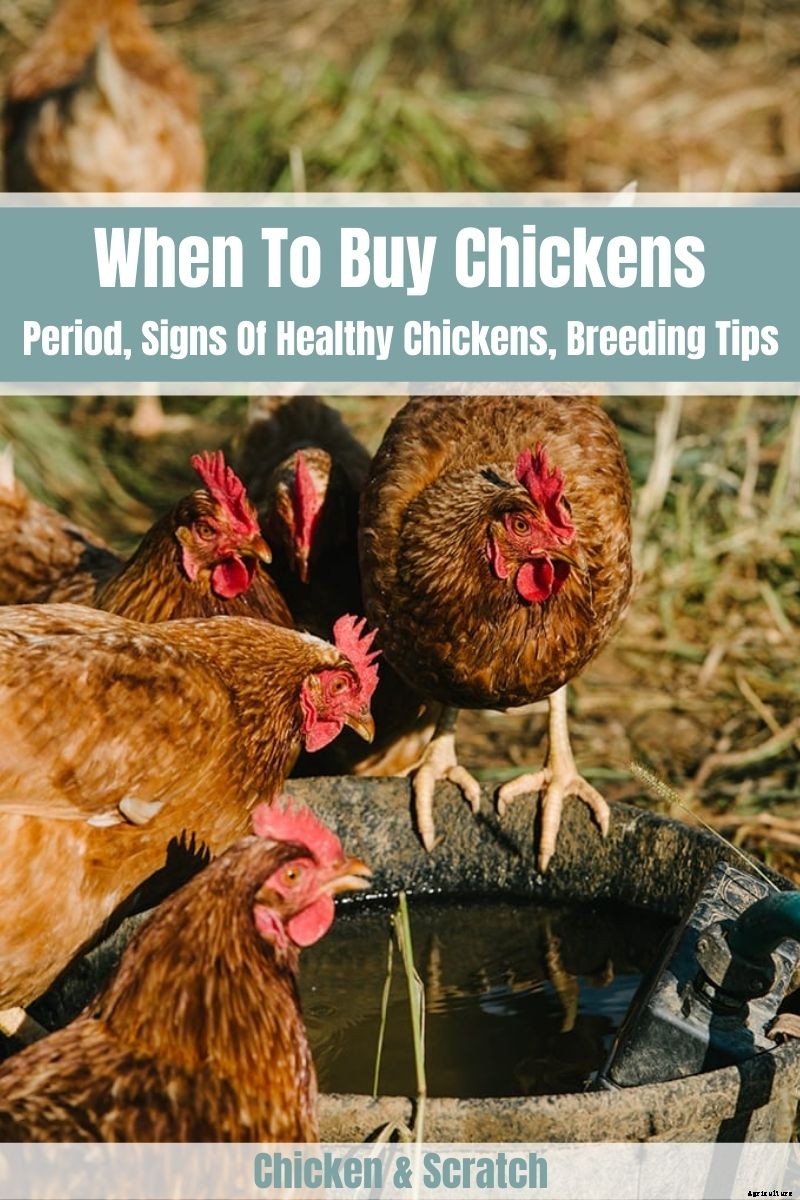 When To Buy Chickens? (Period, Signs Of Healthy Chickens, Breeding Tips)