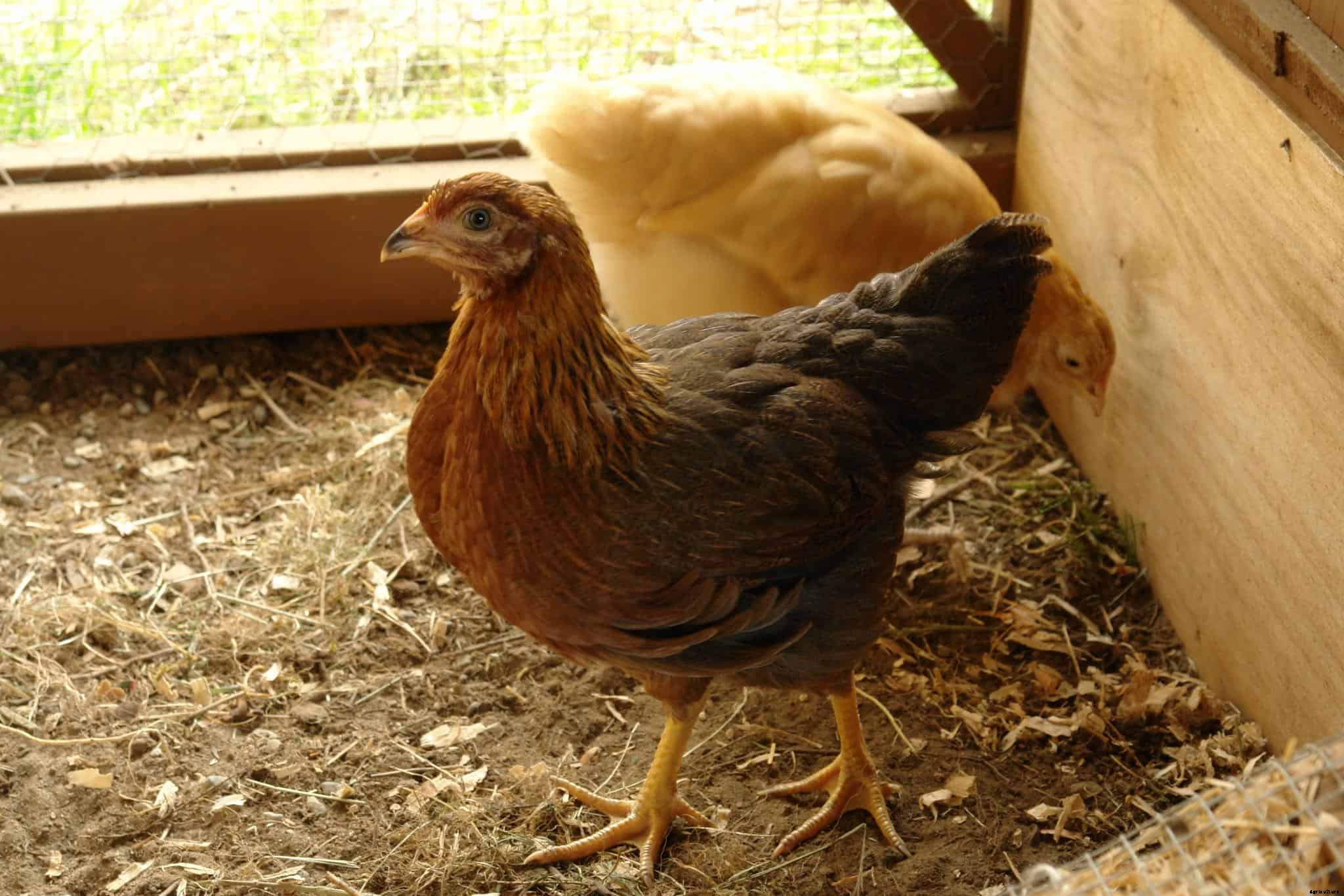Can Chickens Eat Coffee Grounds? (Nutrition, Benefits & Feeding Tips)