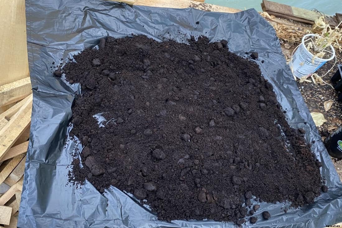 Can Chickens Eat Coffee Grounds? (Nutrition, Benefits & Feeding Tips)