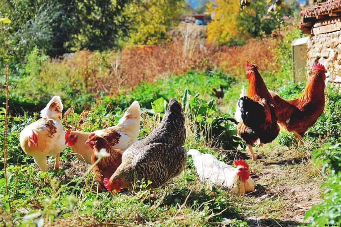 Can Chickens Eat Coffee Grounds? (Nutrition, Benefits & Feeding Tips)