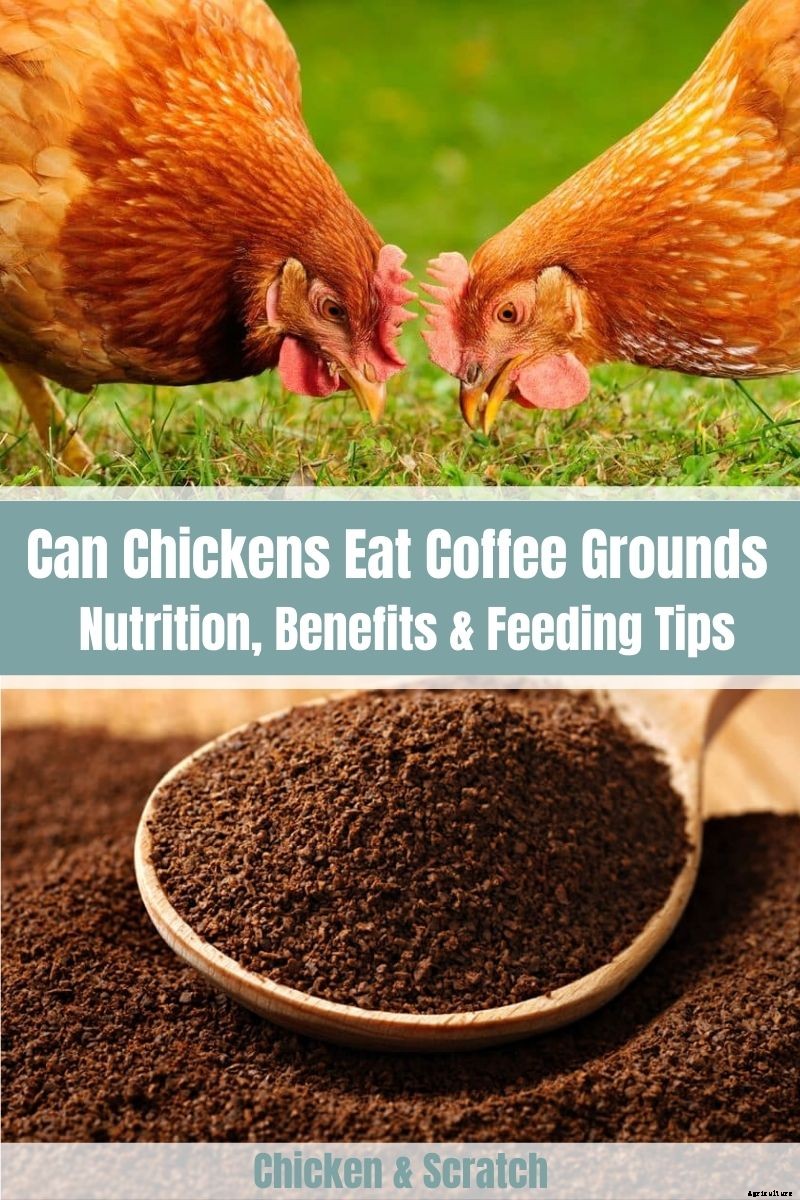 Can Chickens Eat Coffee Grounds? (Nutrition, Benefits & Feeding Tips)