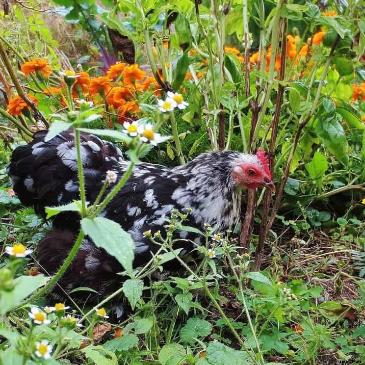 Can Chickens Eat Mint? (Nutrition, Benefits & Feeding Tips)