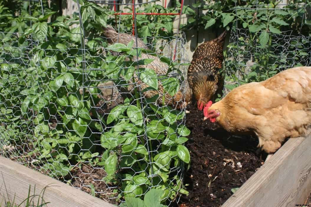 Can Chickens Eat Mint? (Nutrition, Benefits & Feeding Tips)