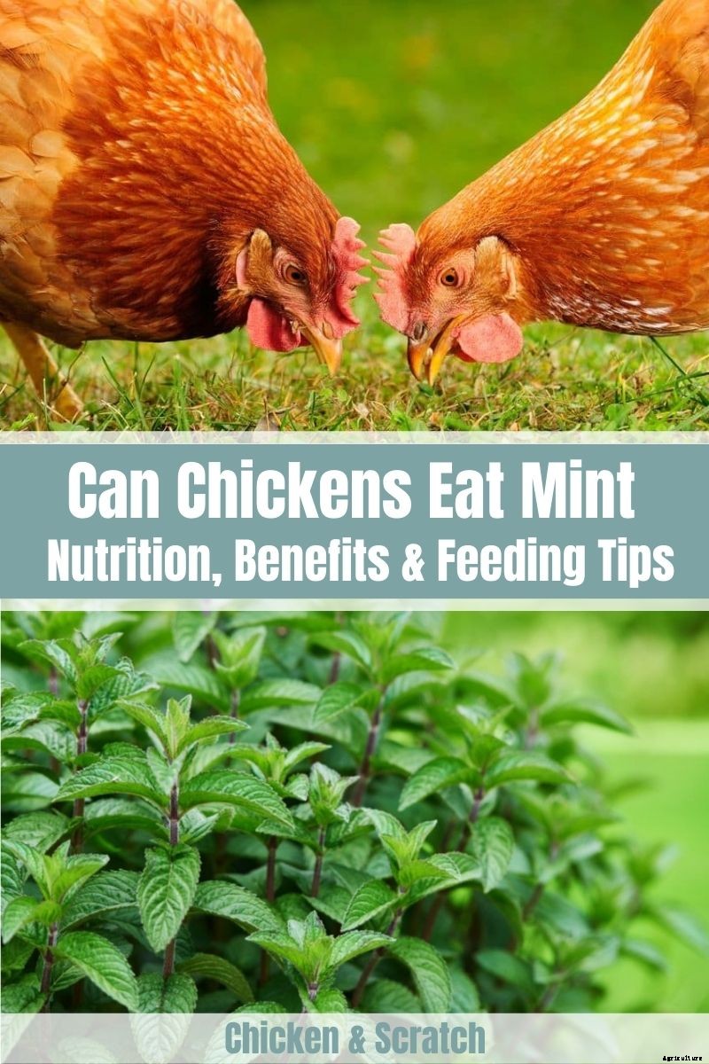 Can Chickens Eat Mint? (Nutrition, Benefits & Feeding Tips)