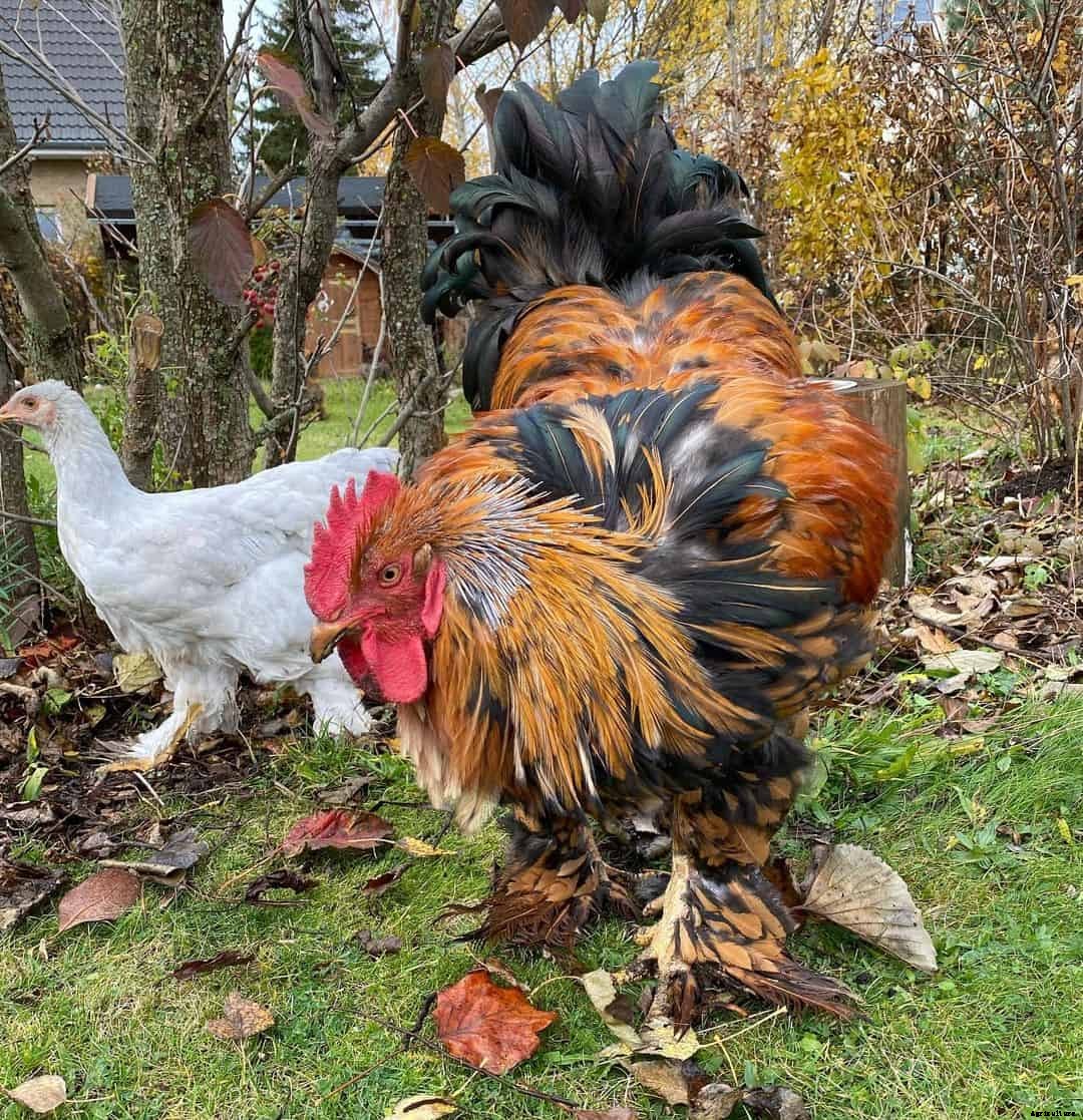 8 Best Broody Chicken Breeds (with Pictures)