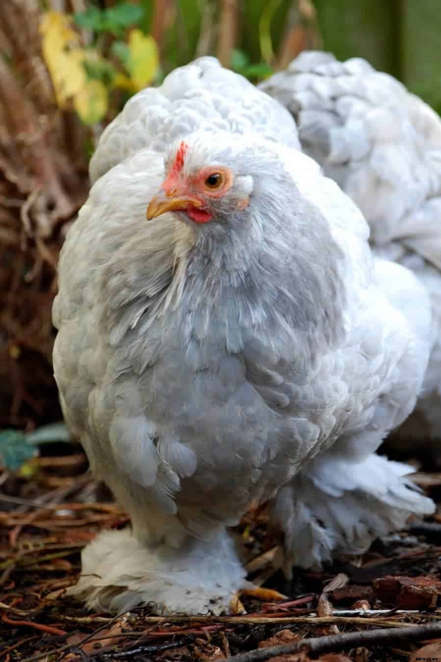8 Best Broody Chicken Breeds (with Pictures)
