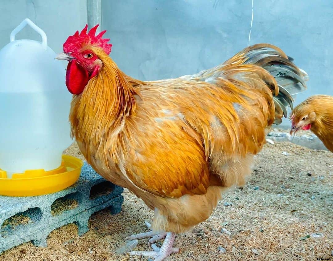 8 Best Broody Chicken Breeds (with Pictures)