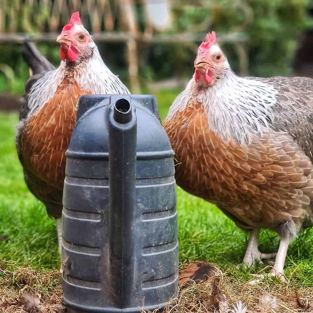 8 Best Broody Chicken Breeds (with Pictures)