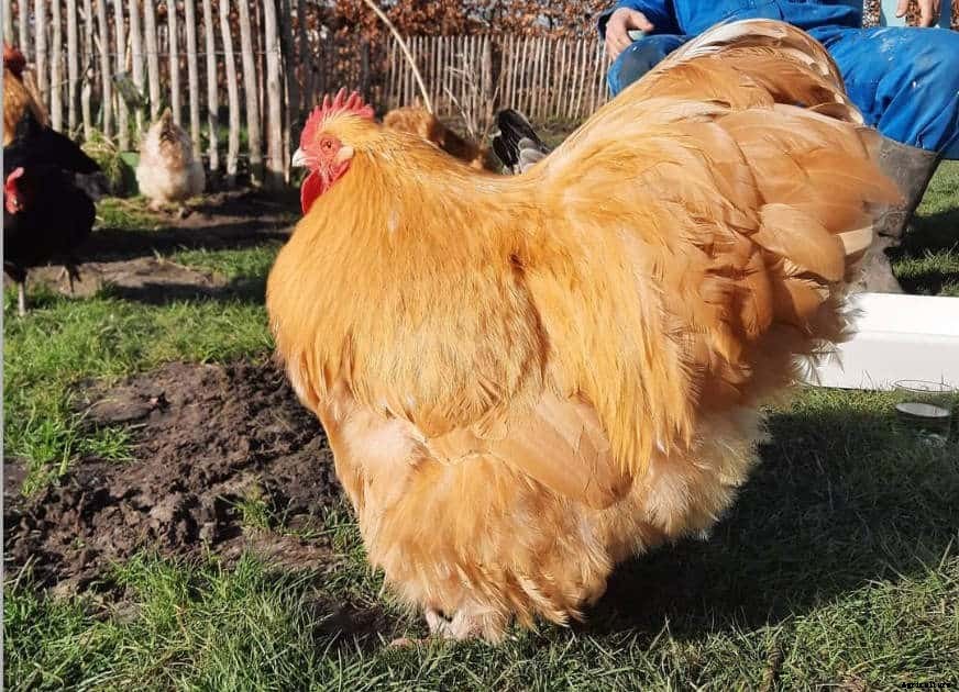 8 Best Broody Chicken Breeds (with Pictures)