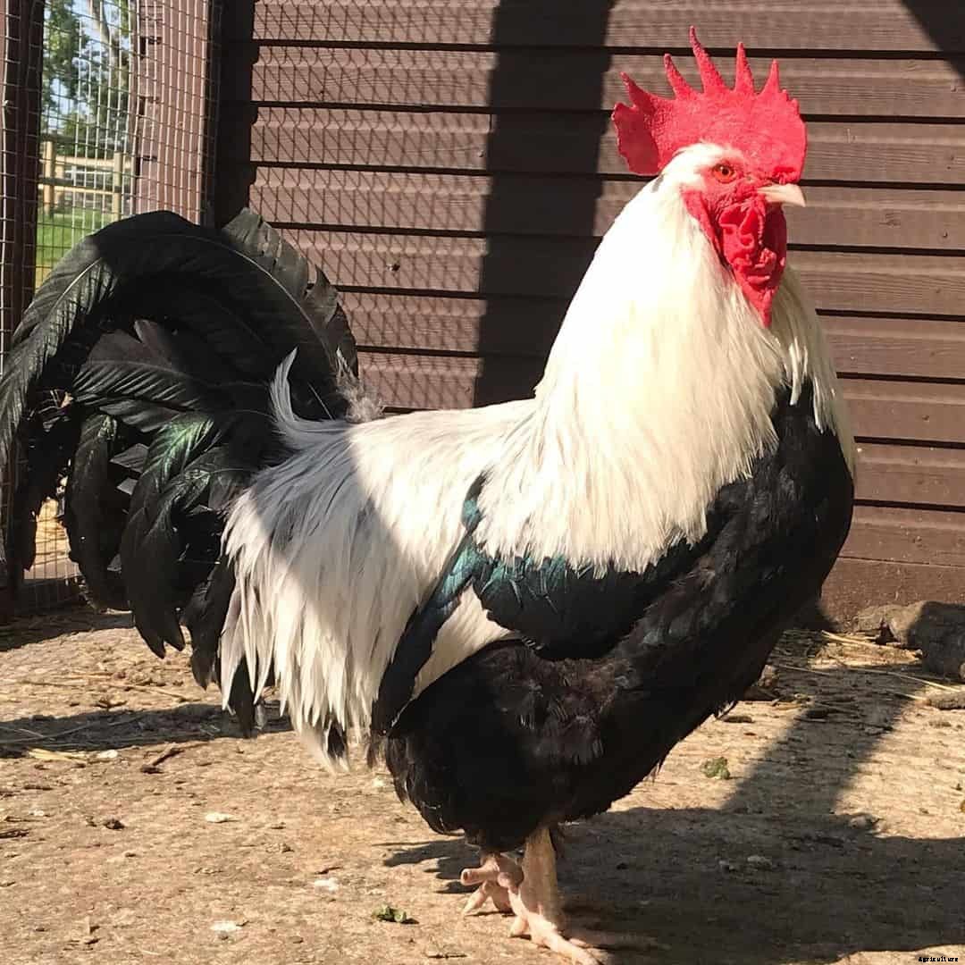 8 Best Broody Chicken Breeds (with Pictures)