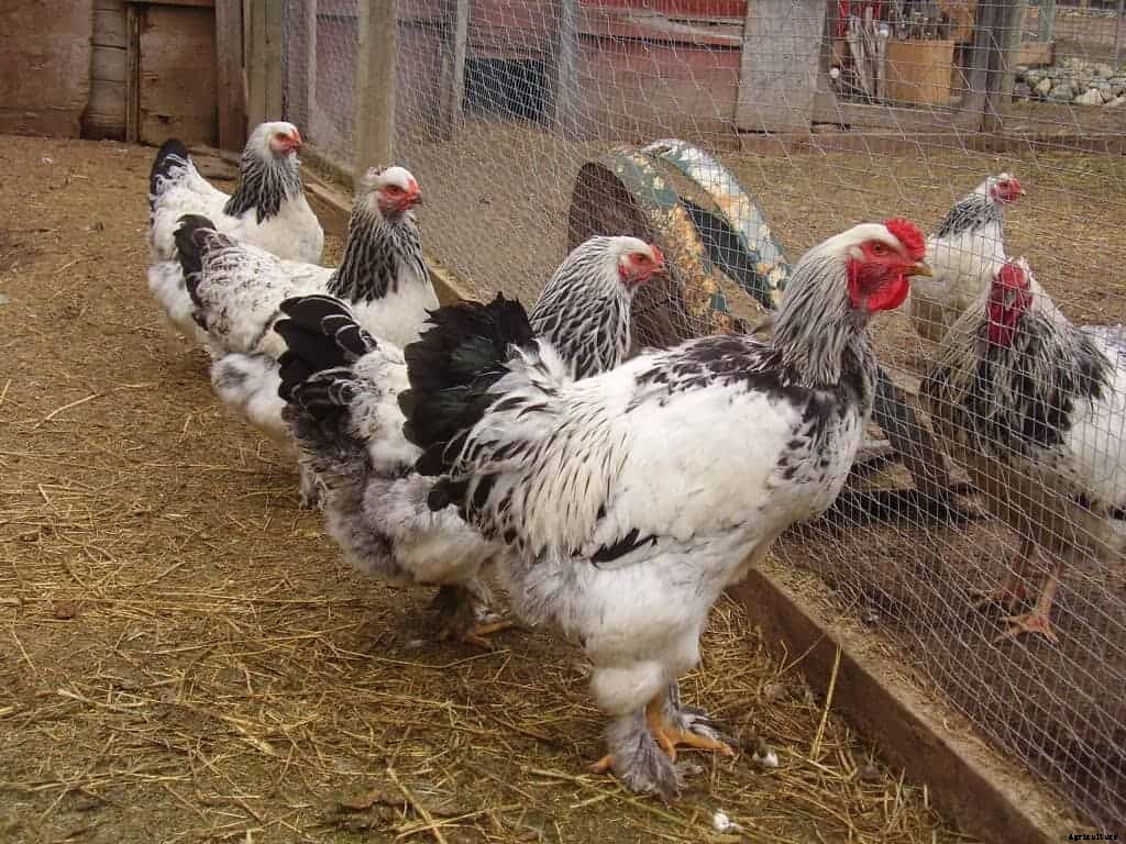 8 Best Broody Chicken Breeds (with Pictures)