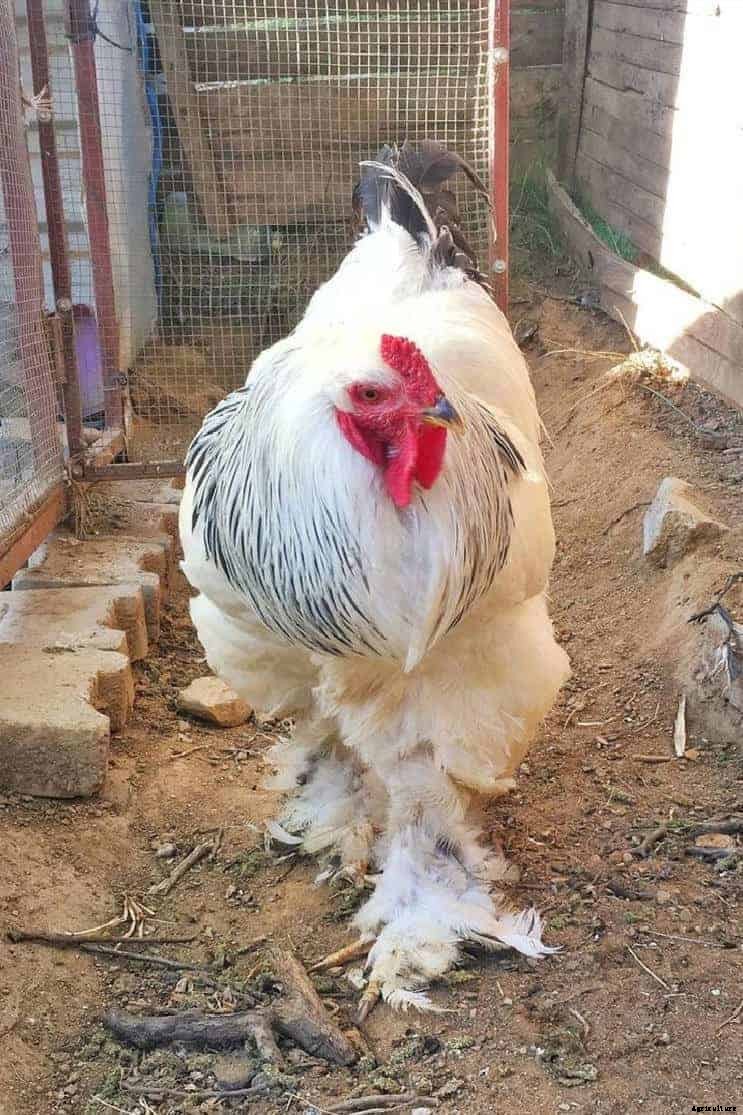 8 Best Broody Chicken Breeds (with Pictures)