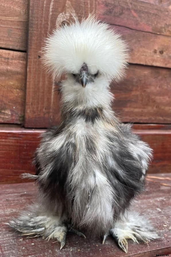 8 Best Broody Chicken Breeds (with Pictures)
