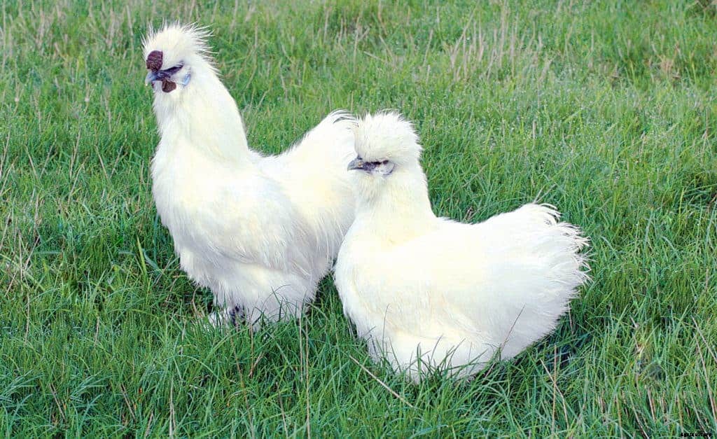 8 Best Broody Chicken Breeds (with Pictures)