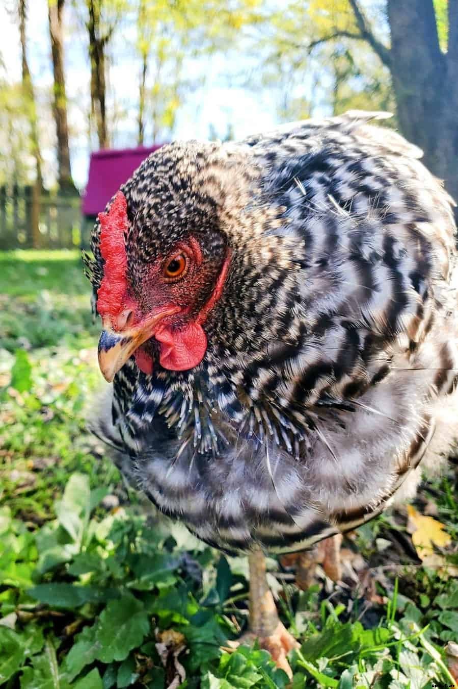 8 Best Broody Chicken Breeds (with Pictures)