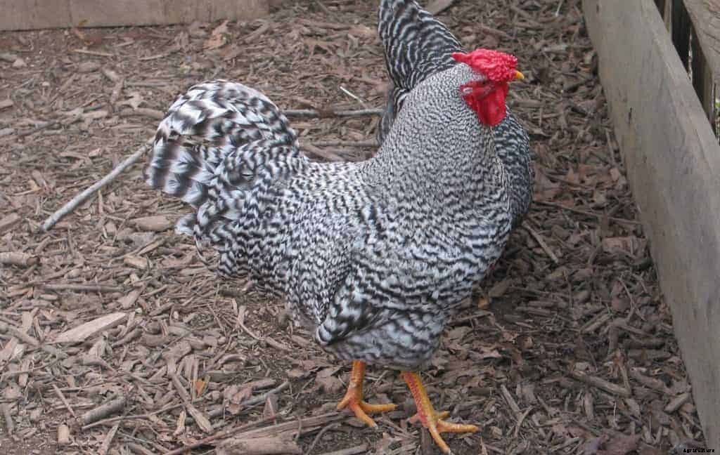 8 Best Broody Chicken Breeds (with Pictures)