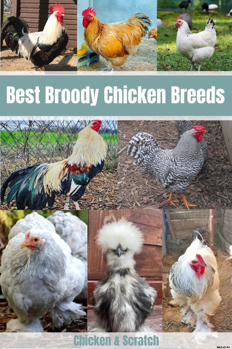 8 Best Broody Chicken Breeds (with Pictures)