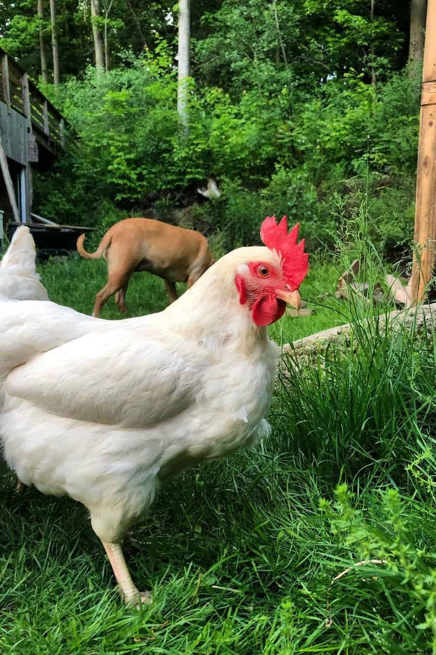 Amberlink Chicken: Appearance, Temperament, Eggs & Raising Tips