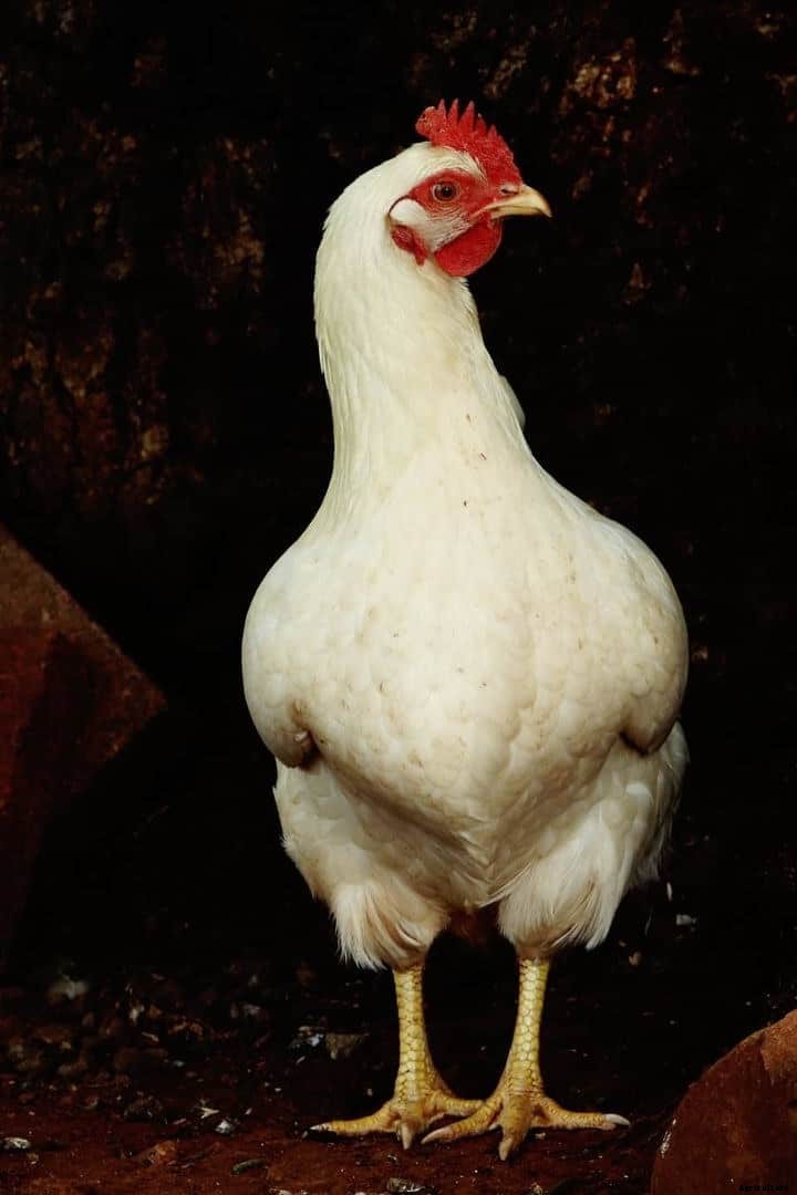 Amberlink Chicken: Appearance, Temperament, Eggs & Raising Tips