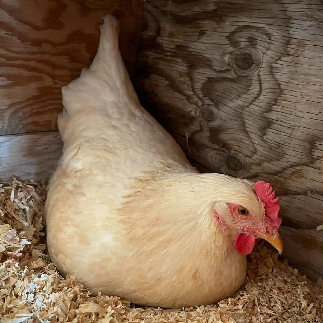 Amberlink Chicken: Appearance, Temperament, Eggs & Raising Tips