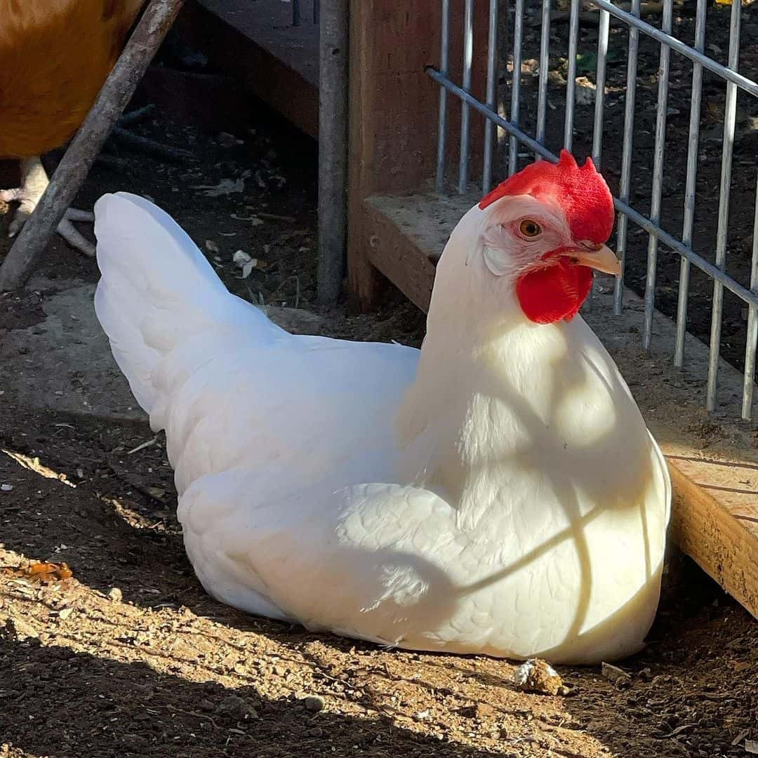 Amberlink Chicken: Appearance, Temperament, Eggs & Raising Tips