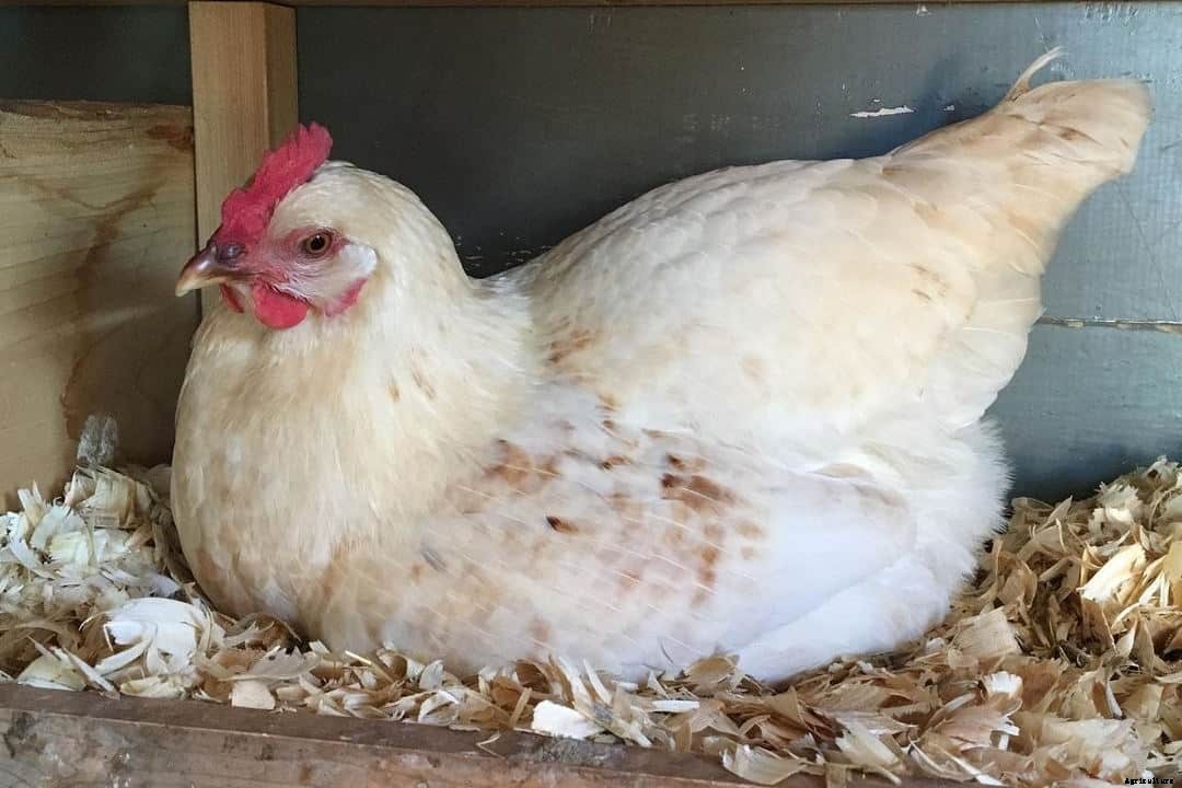 Amberlink Chicken: Appearance, Temperament, Eggs & Raising Tips