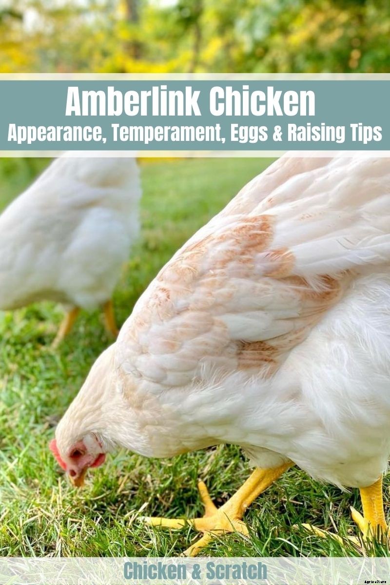 Amberlink Chicken: Appearance, Temperament, Eggs & Raising Tips