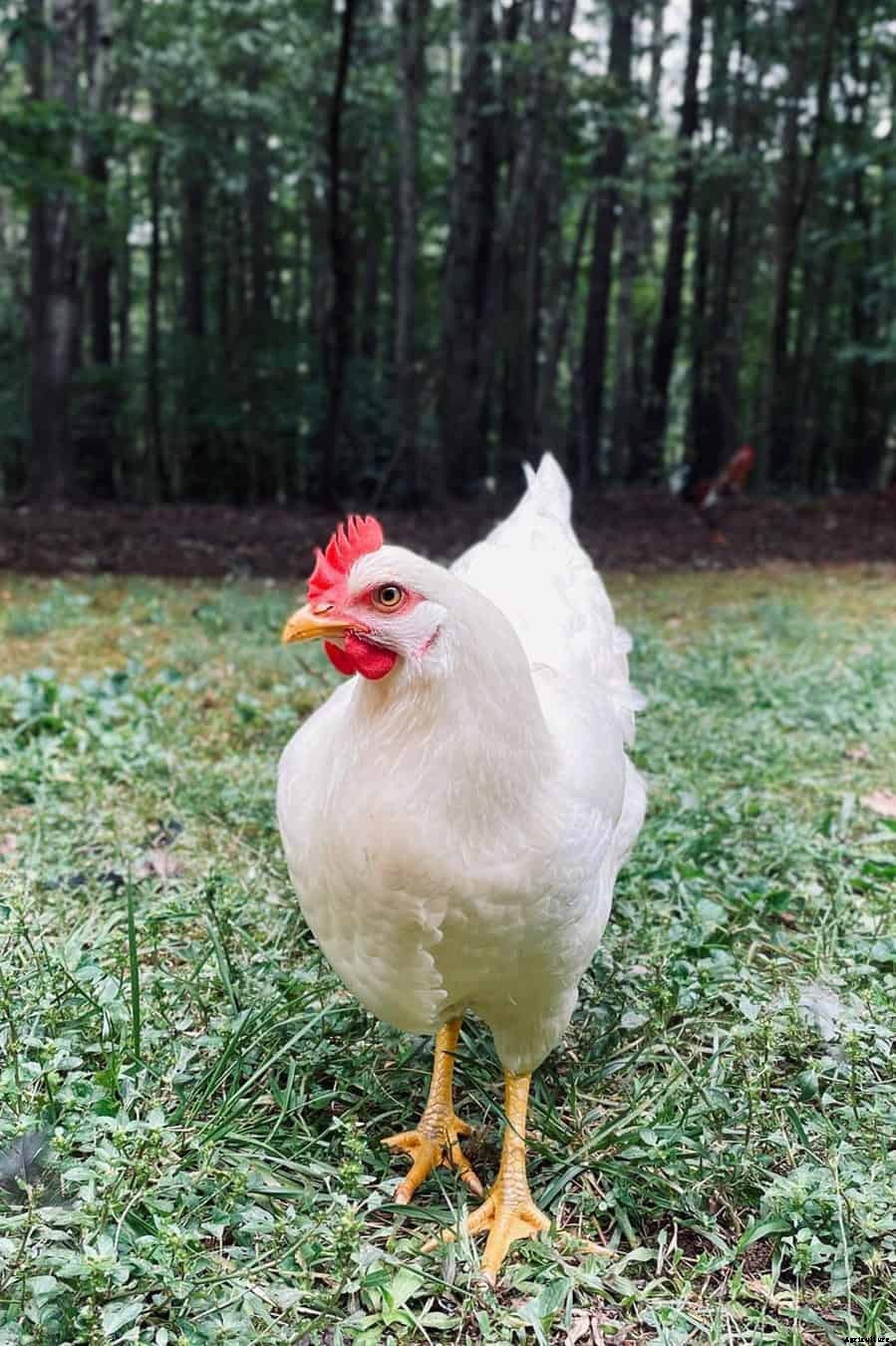 Amberlink Chicken: Appearance, Temperament, Eggs & Raising Tips
