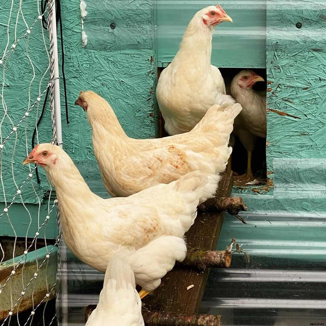 Amberlink Chicken: Appearance, Temperament, Eggs & Raising Tips
