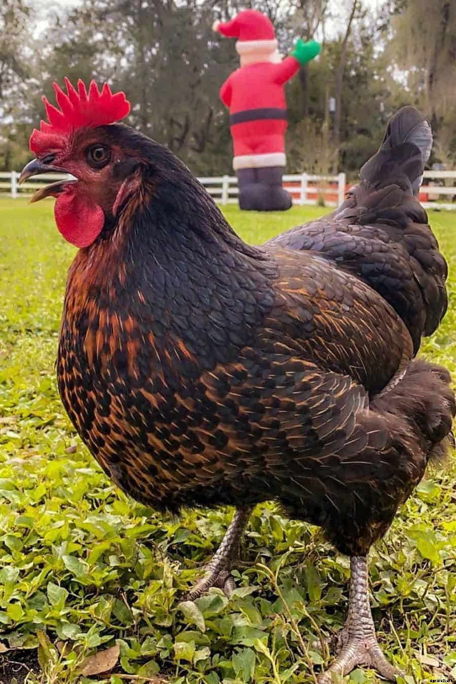 Black Star Chicken: Appearance, Temperament, Eggs & Raising Tips