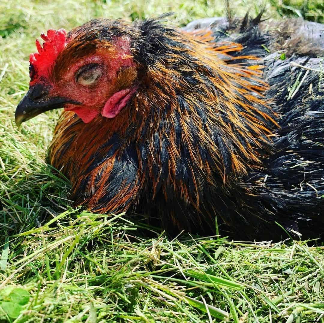 Black Star Chicken: Appearance, Temperament, Eggs & Raising Tips