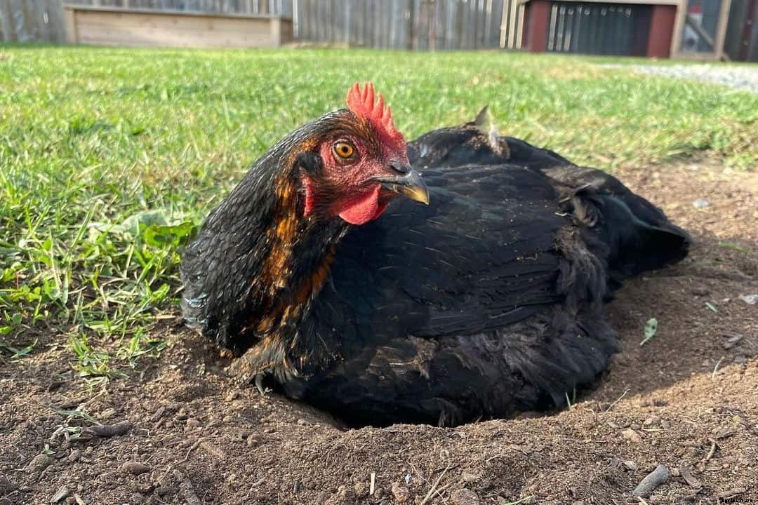 Black Star Chicken: Appearance, Temperament, Eggs & Raising Tips