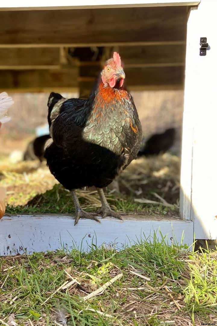 Black Star Chicken: Appearance, Temperament, Eggs & Raising Tips