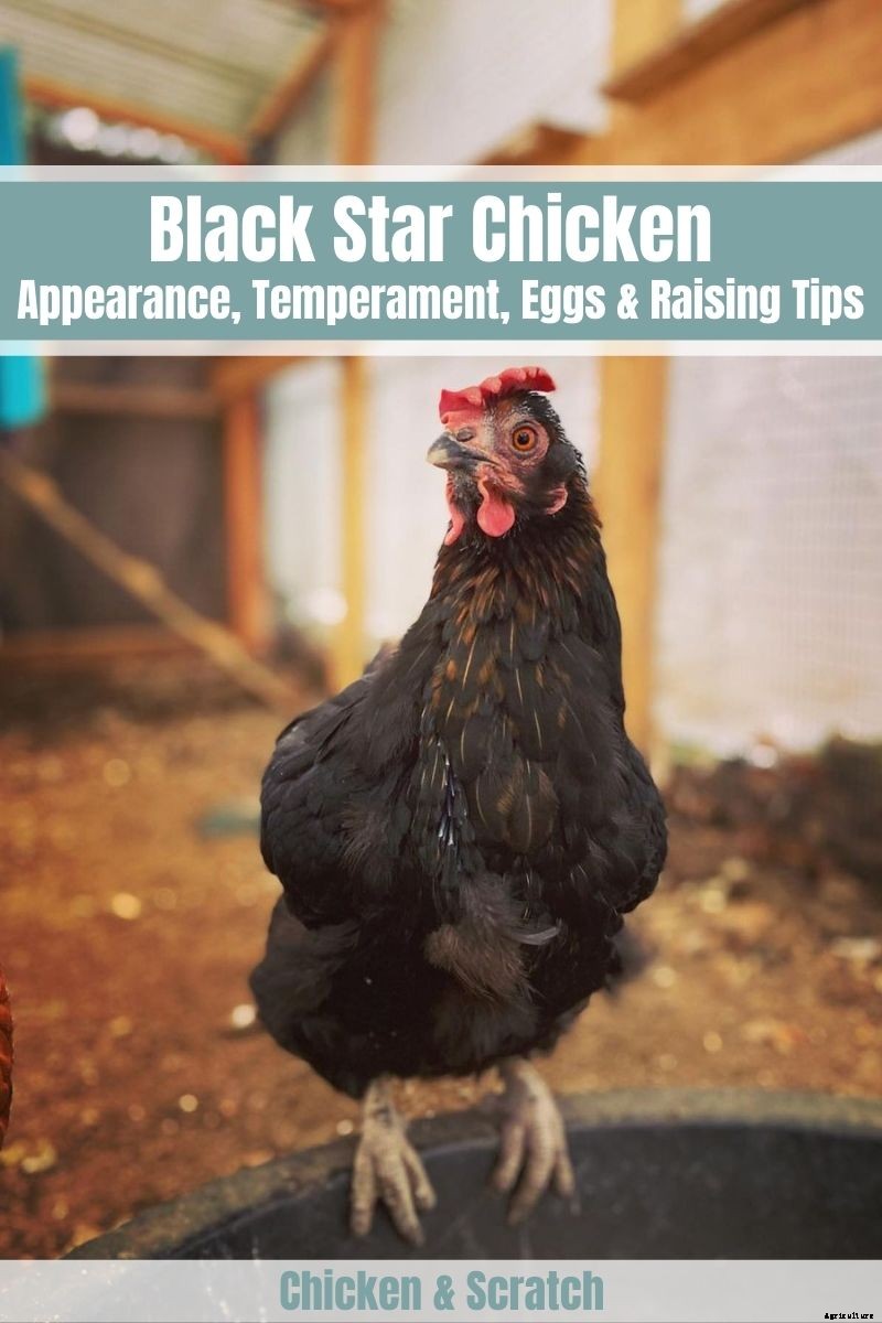 Black Star Chicken: Appearance, Temperament, Eggs & Raising Tips
