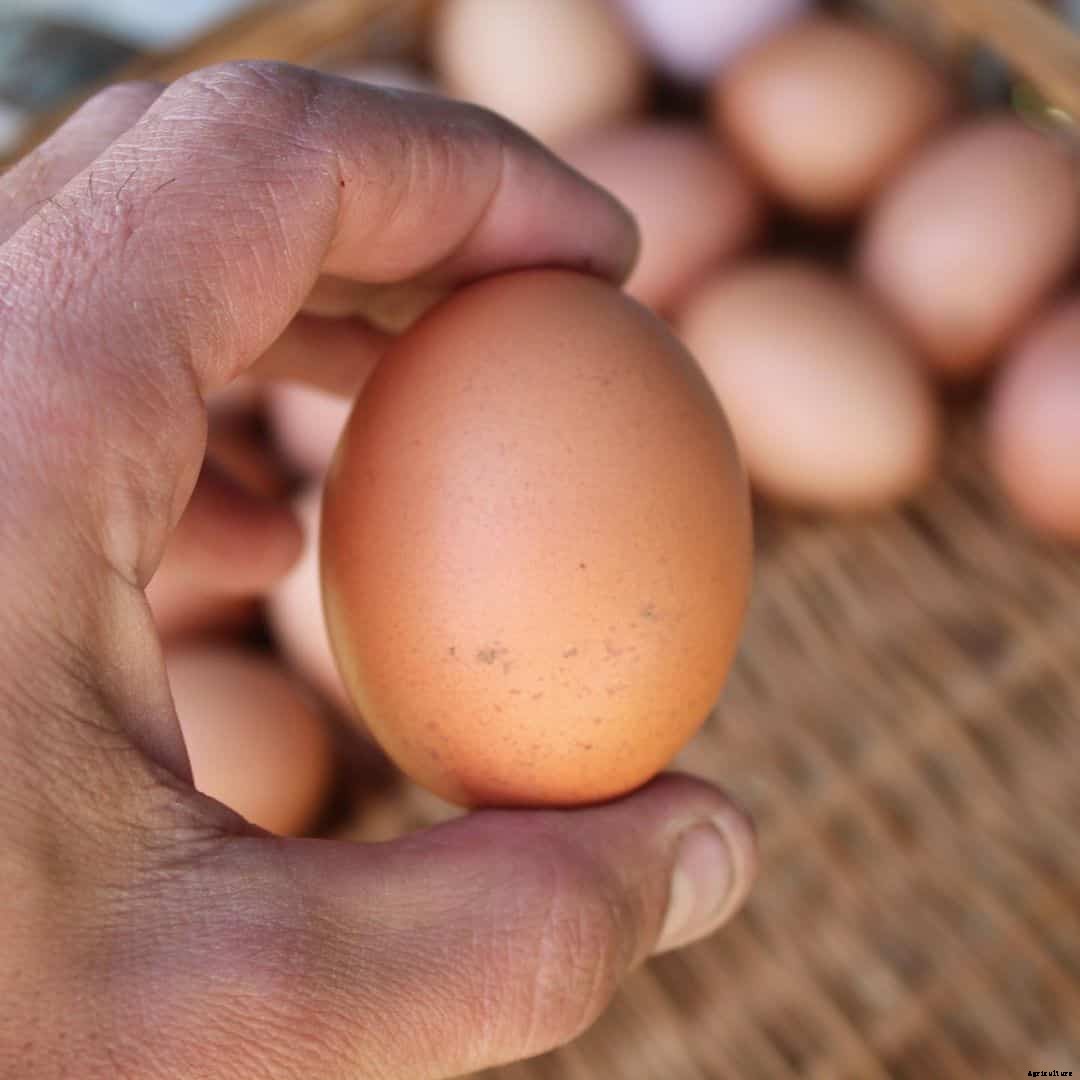 Lohmann Brown: Appearance, Temperament, Eggs & Raising Tips