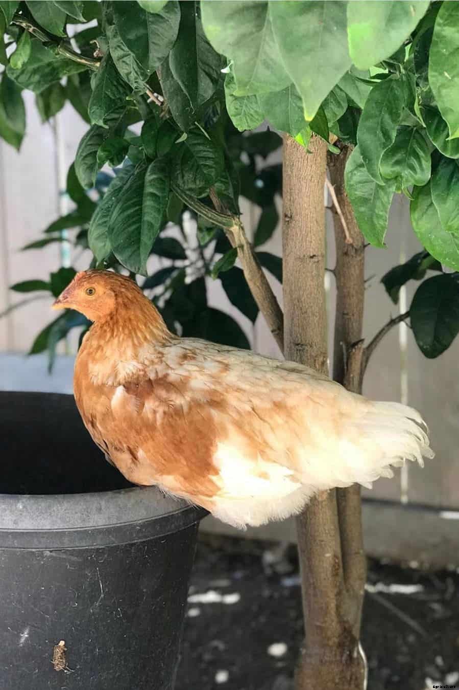 Lohmann Brown: Appearance, Temperament, Eggs & Raising Tips