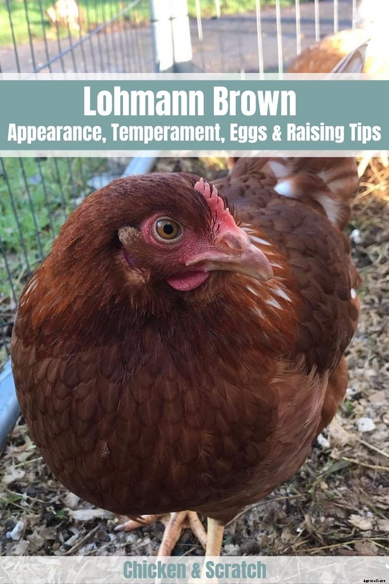 Lohmann Brown: Appearance, Temperament, Eggs & Raising Tips