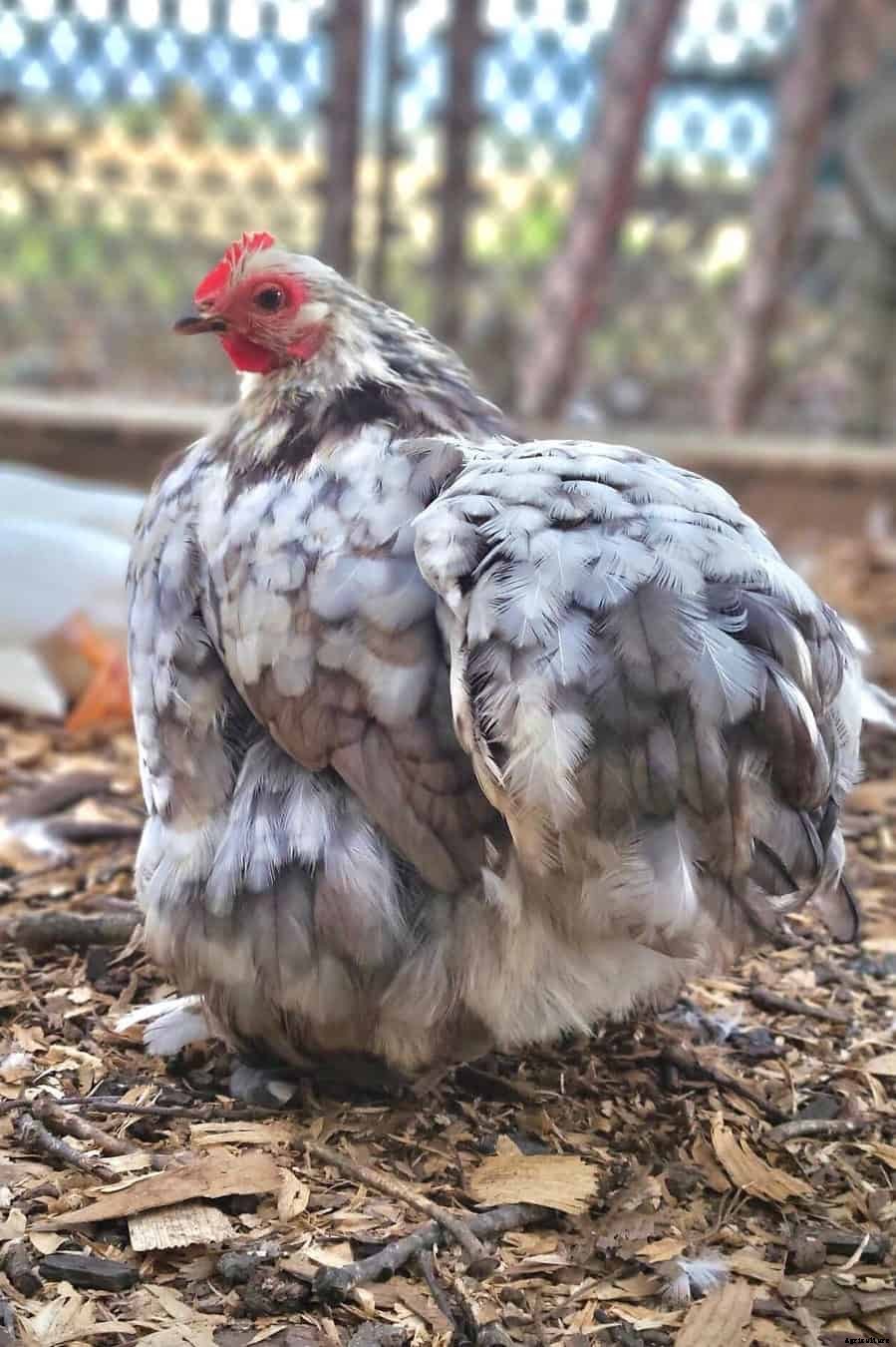 Cochin Bantam: Appearance, Temperament, Eggs and Raising Tips