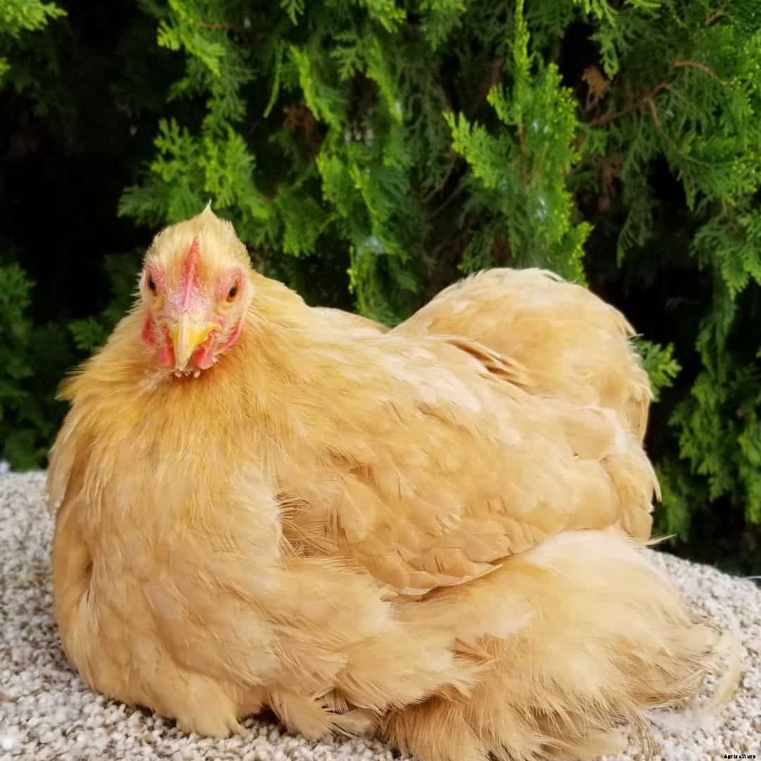 Cochin Bantam: Appearance, Temperament, Eggs and Raising Tips