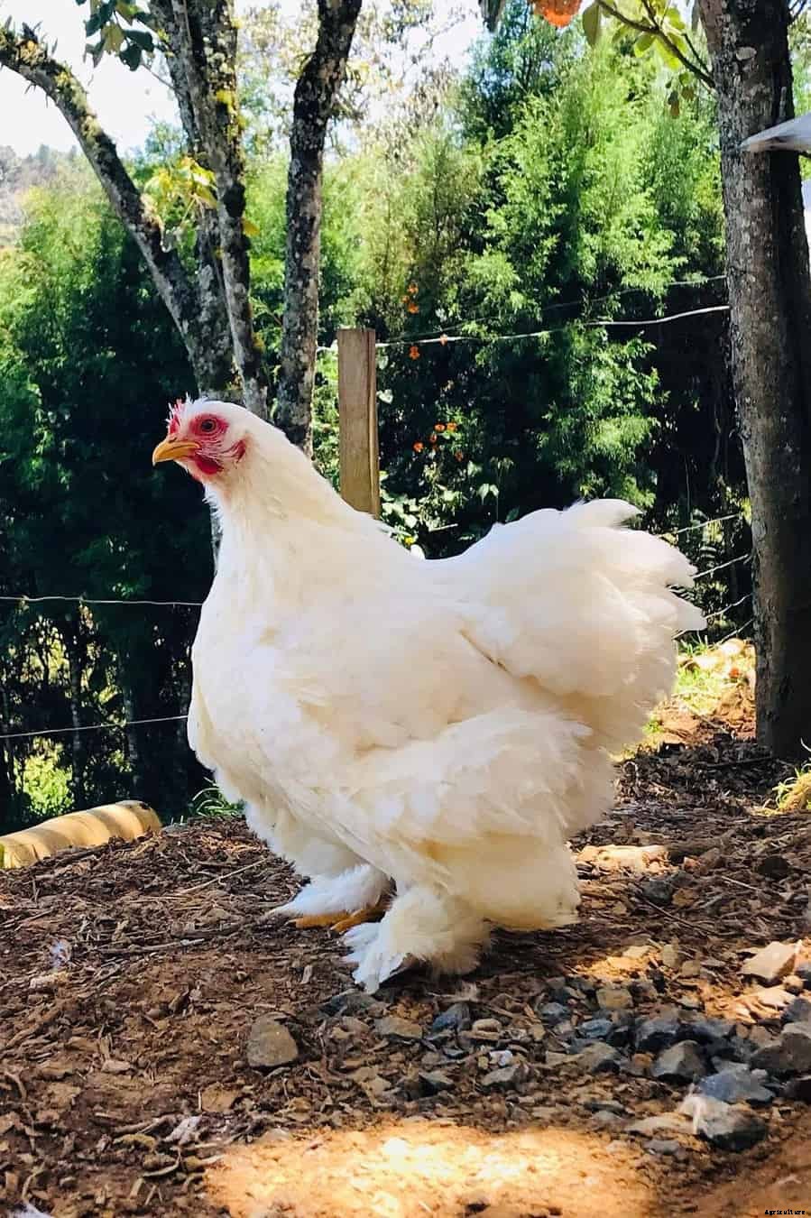 Cochin Bantam: Appearance, Temperament, Eggs and Raising Tips