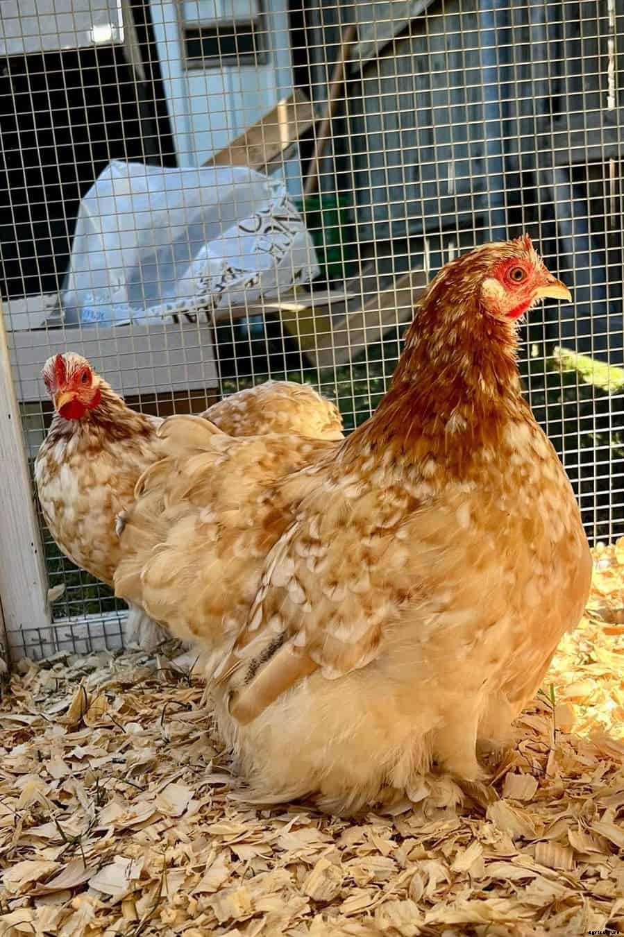 Cochin Bantam: Appearance, Temperament, Eggs and Raising Tips