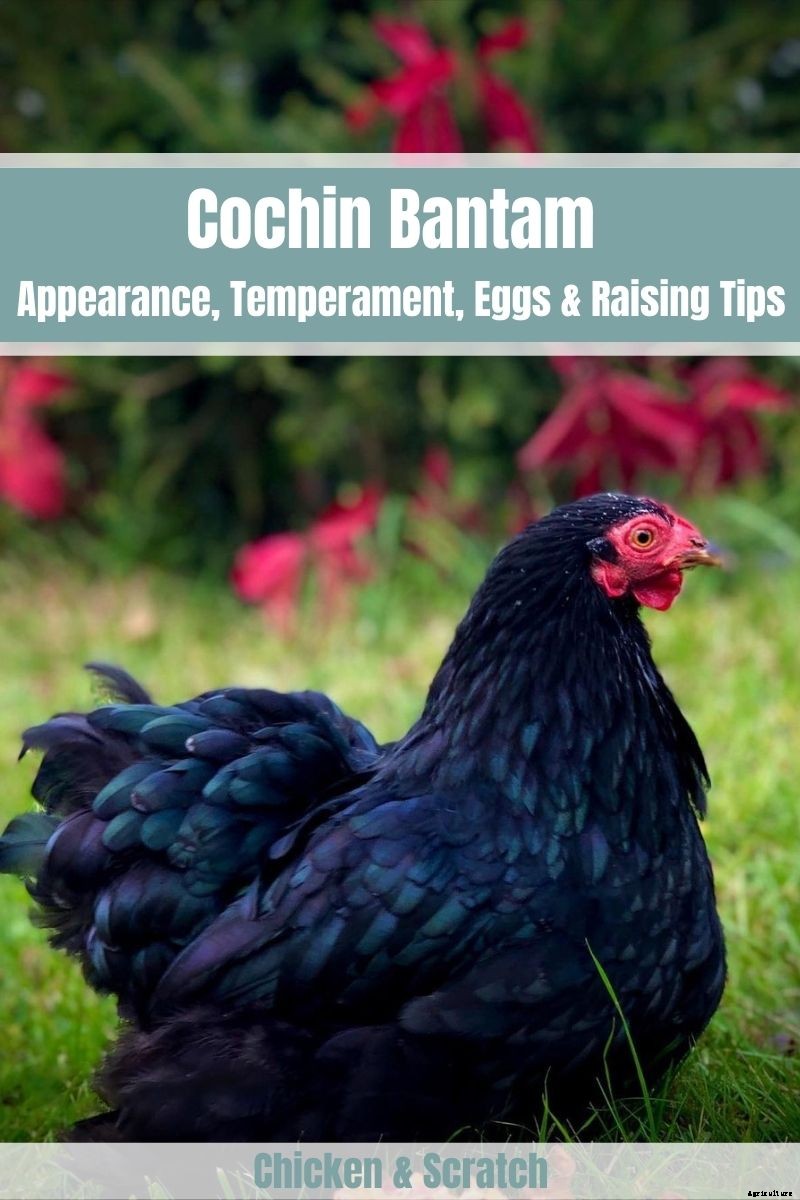 Cochin Bantam: Appearance, Temperament, Eggs and Raising Tips