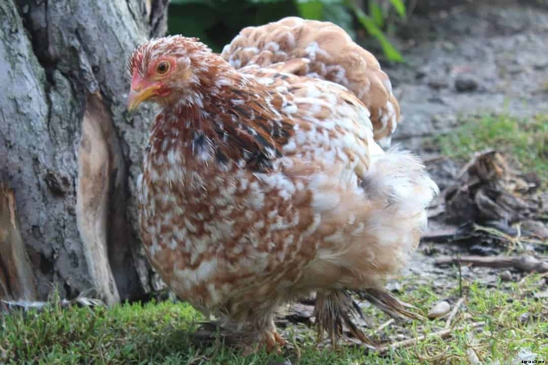 Cochin Bantam: Appearance, Temperament, Eggs and Raising Tips