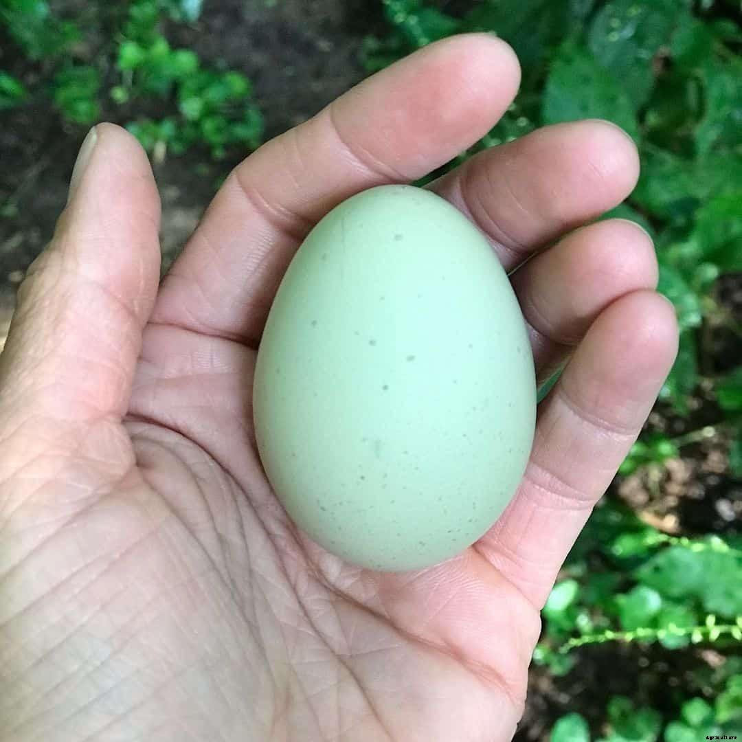 Isbar Chicken: Appearance, Temperament, Eggs and Raising Tips