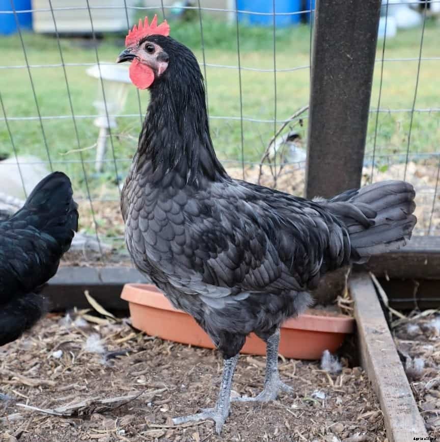 Isbar Chicken: Appearance, Temperament, Eggs and Raising Tips