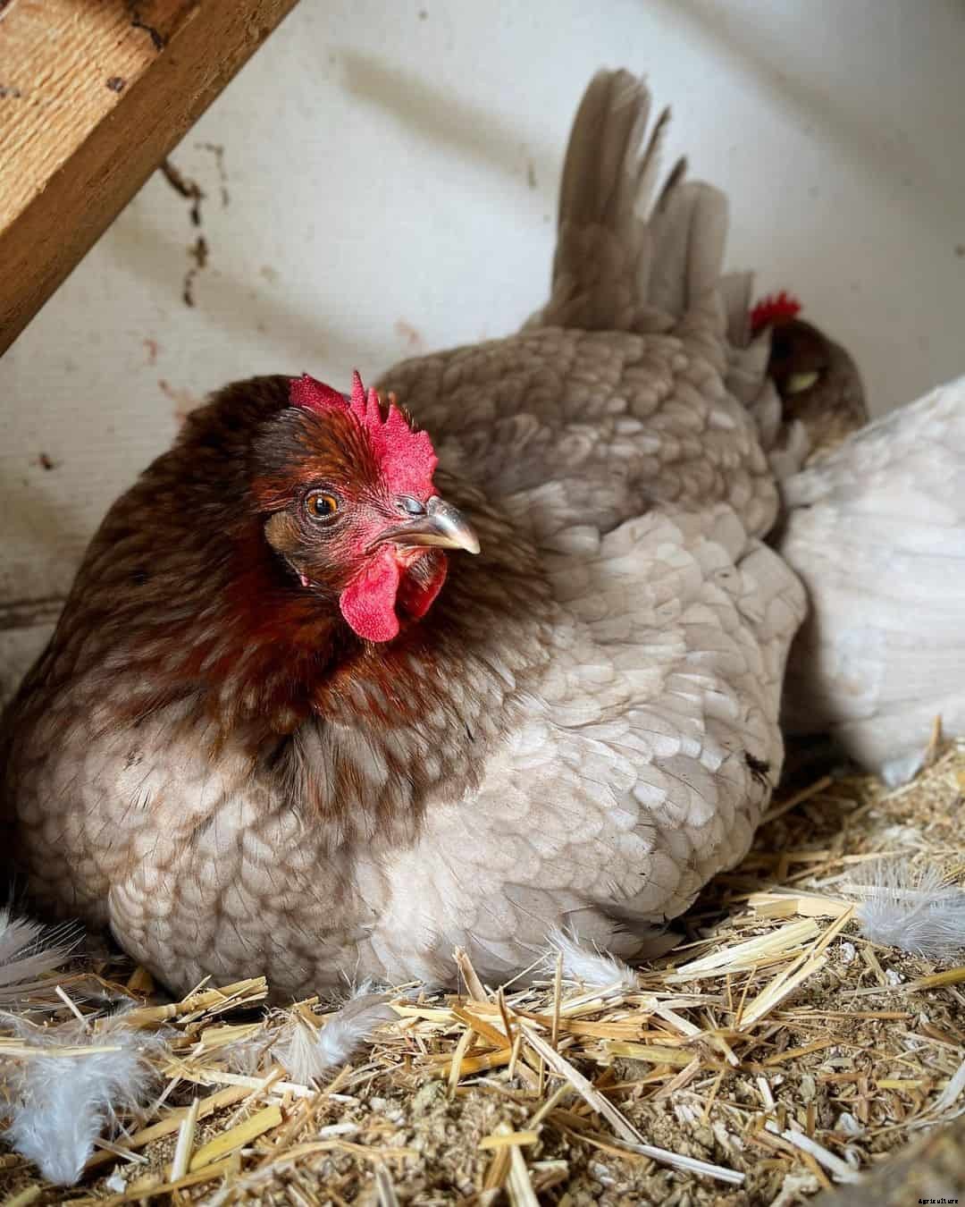 Isbar Chicken: Appearance, Temperament, Eggs and Raising Tips