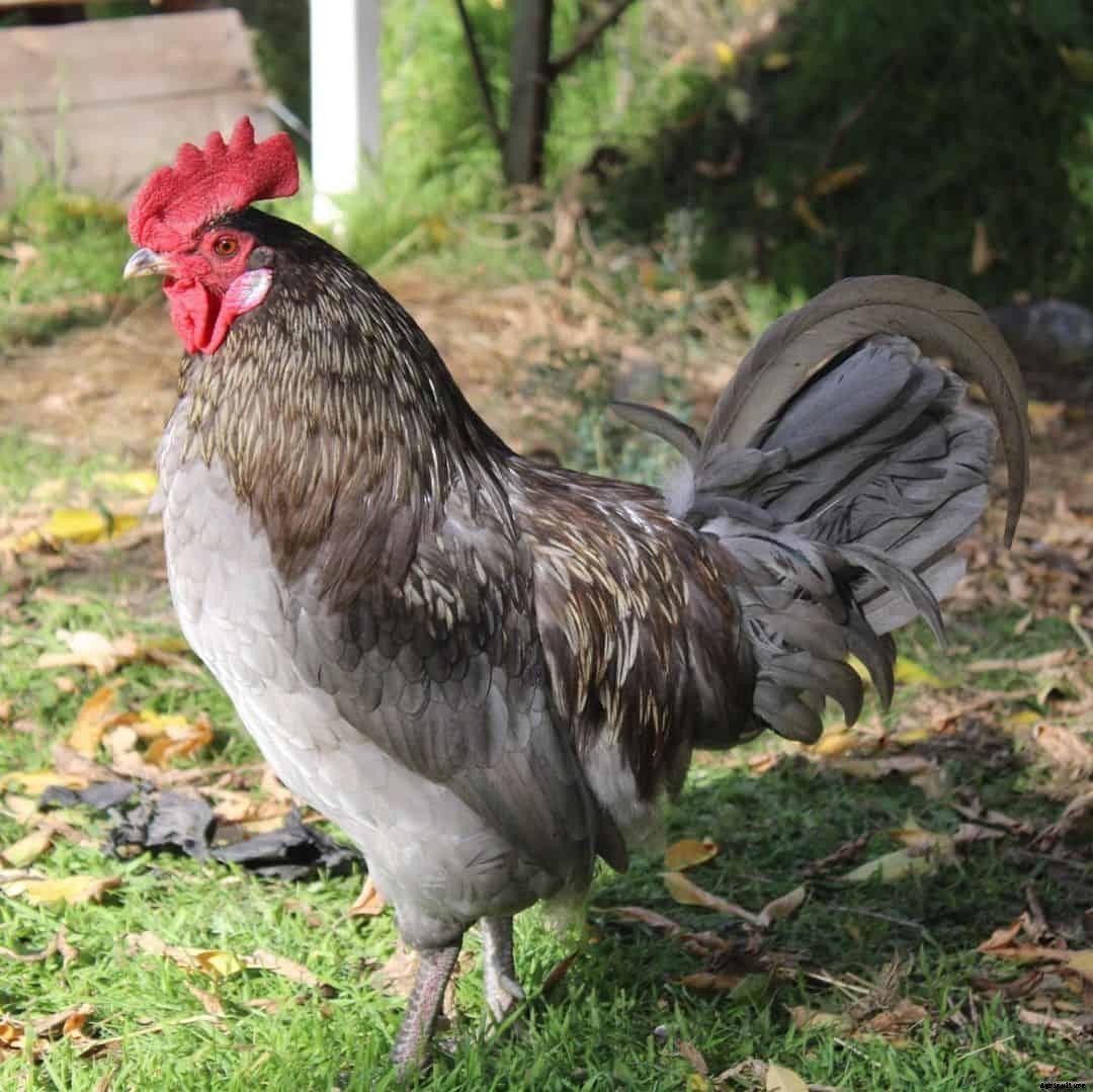 Isbar Chicken: Appearance, Temperament, Eggs and Raising Tips