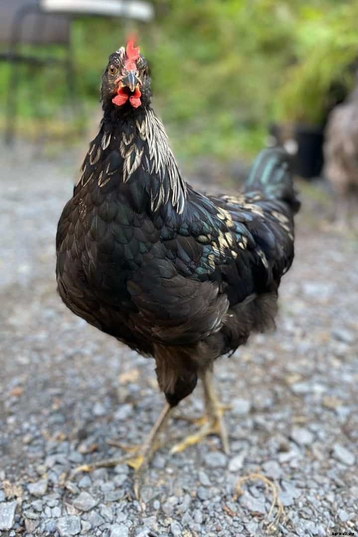 Isbar Chicken: Appearance, Temperament, Eggs and Raising Tips